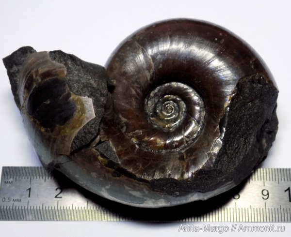 аммониты, Lytoceras, Lytoceratina