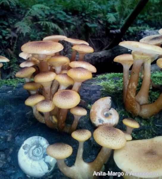 аммониты, Eogaudryceras, Zuercherella