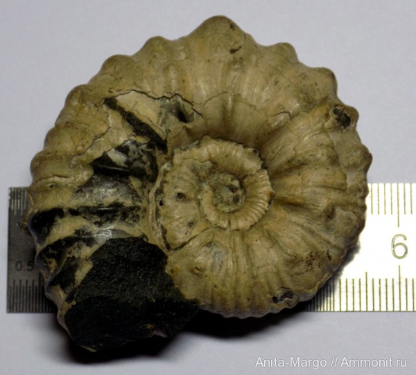 аммониты, Diadochoceras