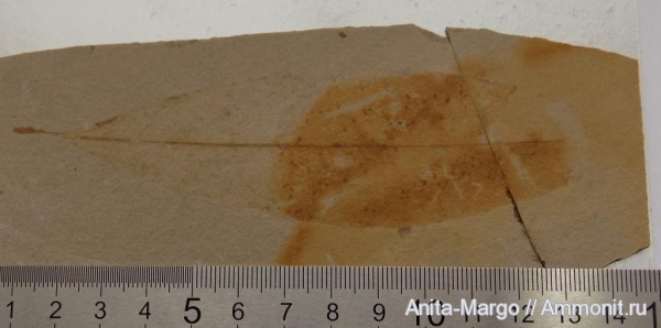 растения, олигоцен