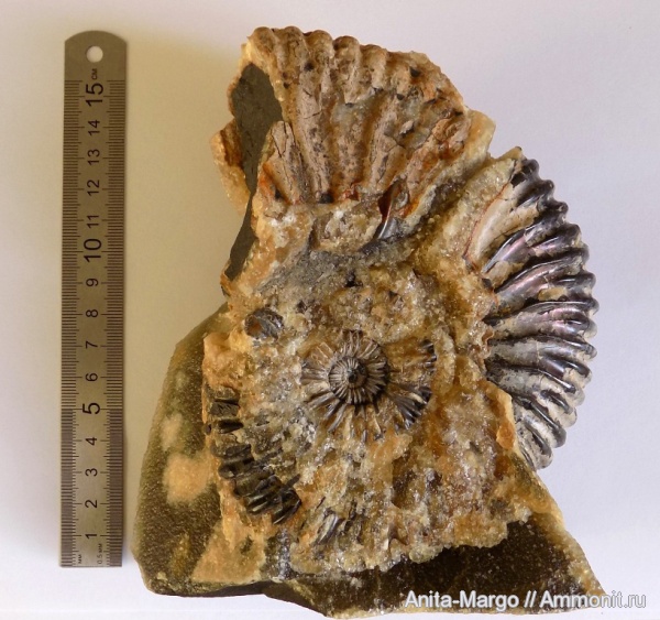 аммониты, Acanthohoplites