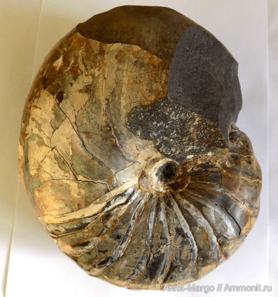 наутилусы, наутилоидеи