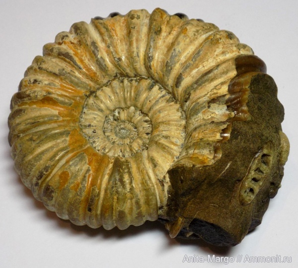 аммониты, Colombiceras