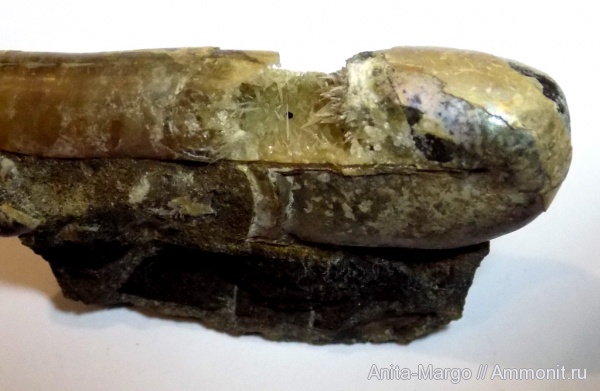 аммониты, гетероморфные аммониты, Ptychoceras