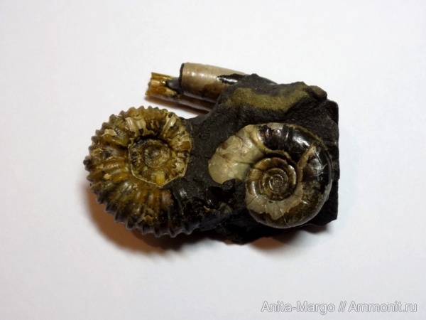 аммониты, Eogaudryceras, Ptychoceras, Diadochoceras