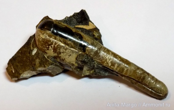 аммониты, гетероморфные аммониты, Ptychoceras