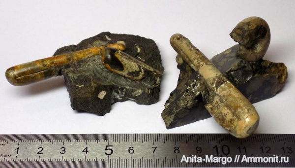 гетероморфные аммониты, Ptychoceras