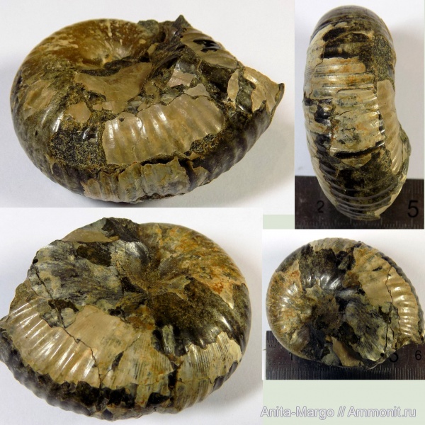 аммониты, Phyllopachyceras