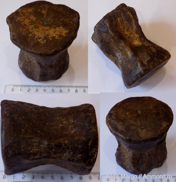 неоген, млекопитающие, позвонки