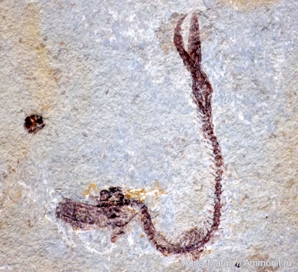 палеоген, олигоцен, кайнозой