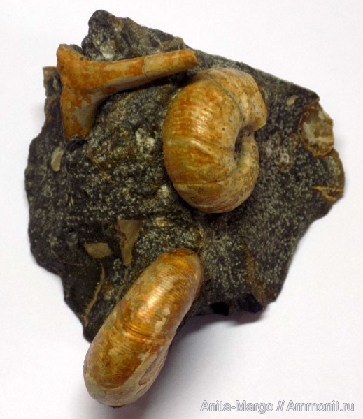 аммониты, Euphylloceras, Pseudohaploceras