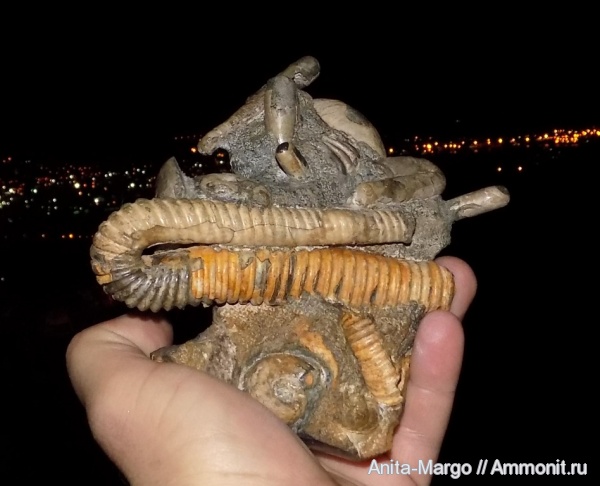 аммониты, Jaubertella, Zuercherella, Hamites, Hamiticeras