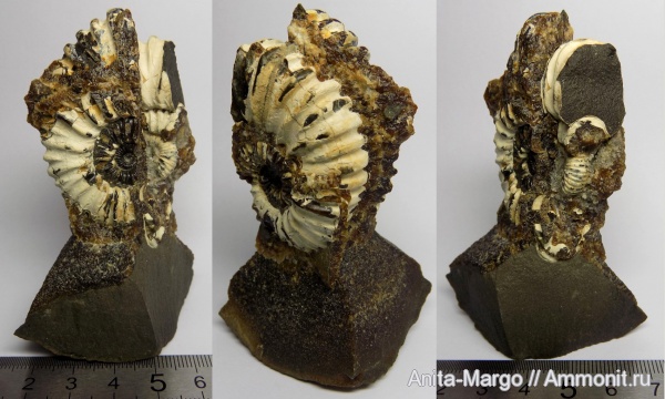 аммониты, Acanthohoplites