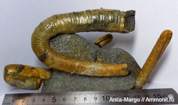 аммониты, гетероморфные аммониты, Ptychoceras, Acrioceras