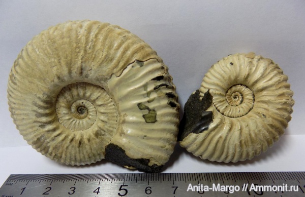 аммониты, Acanthohoplites