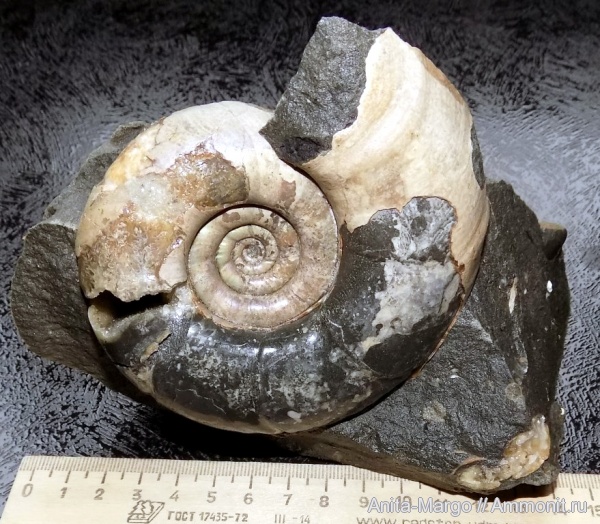 аммониты, Eogaudryceras