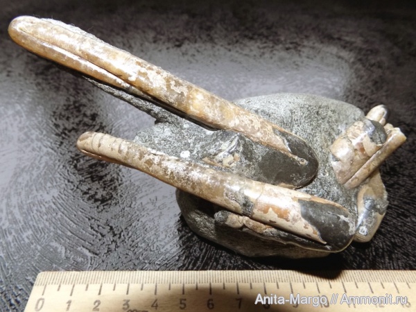 аммониты, Ptychoceras