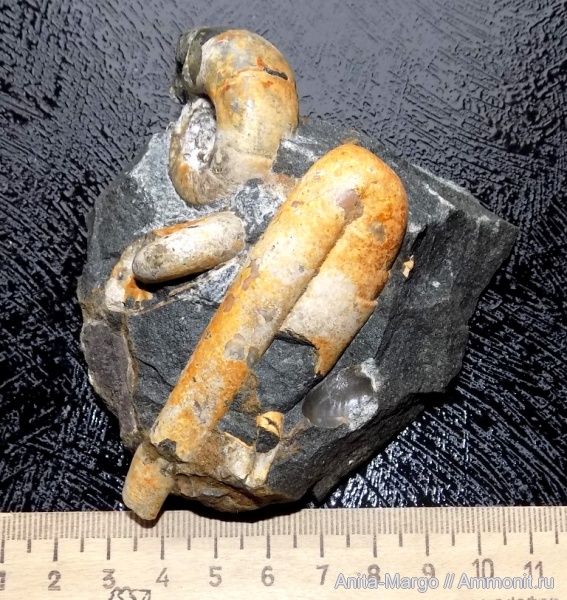 аммониты, Ptychoceras