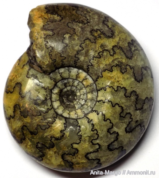 аммониты, Craspedites