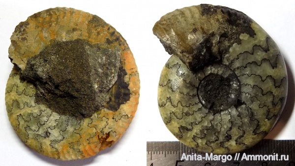 аммониты, Craspedites, лопастные линии