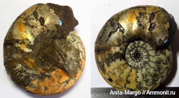 аммониты, Craspedites, лопастные линии