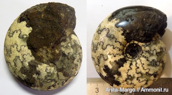 аммониты, Craspedites, лопастные линии