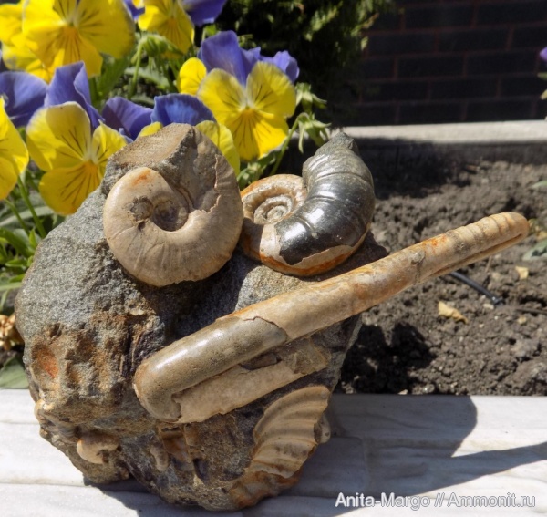 аммониты, Eogaudryceras, Zuercherella, Ptychoceras