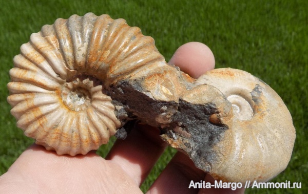 аммониты, Parahoplites, Zuercherella zuercheri