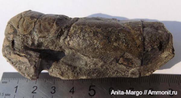 мел, ракообразные, раки, апт, Hoploparia