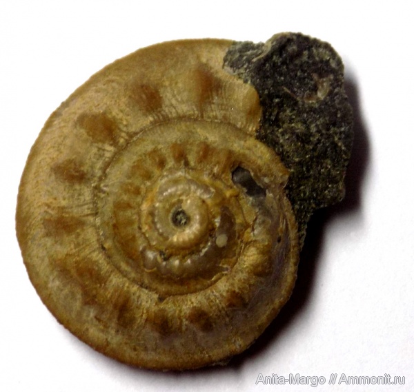 моллюски, мел, Россия, брюхоногие моллюски, мезозойская эра, беспозвоночные, Краснодарский край, Nummogaultina