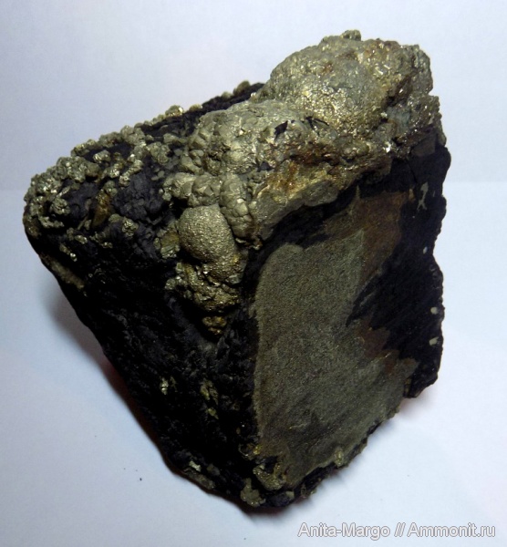 окаменевшее дерево