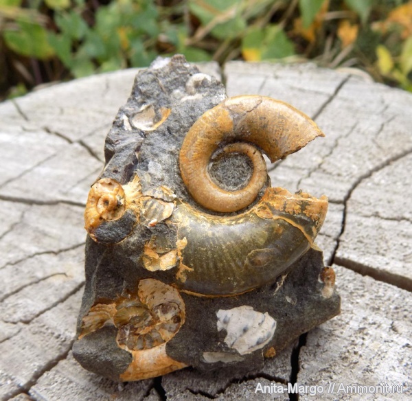 аммониты, гетероморфные аммониты, апт, Pictetia