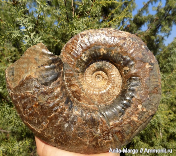 аммониты, апт