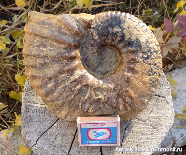 аммониты, Deshayesites, апт