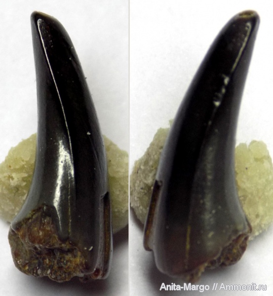 зубы, акулы