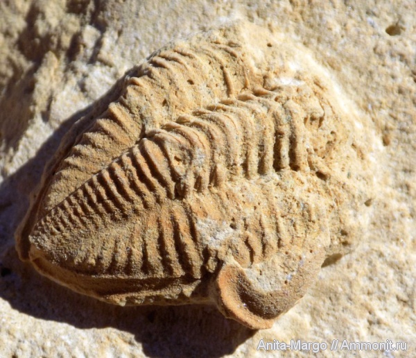 трилобиты, карбон, Русавкино, Ditomopyge, Ditomopyge mosquensis