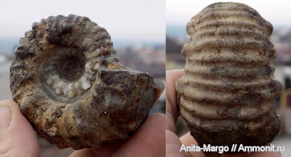 аммониты, Epicheloniceras