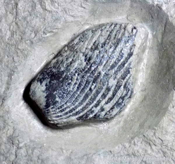 мел, аптихи, Punctaptychus, Aptychi, Punctaptychus malbosi