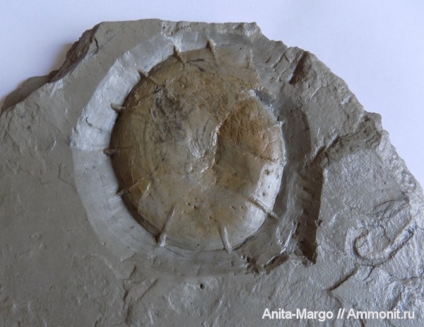 аммониты, Leiophylloceras