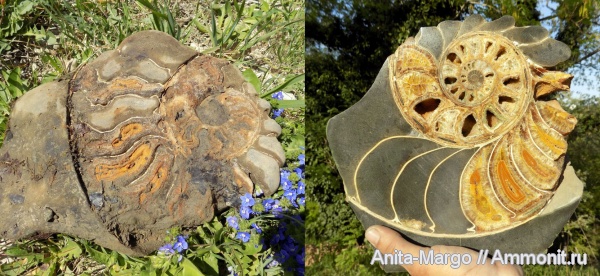 аммониты, Parahoplites