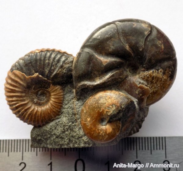 аммониты, Euphylloceras, Acanthohoplites, Salfeldiella