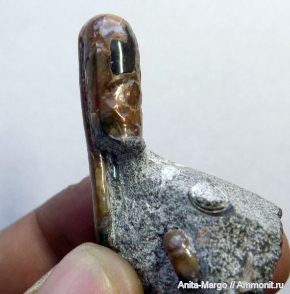 аммониты, прижизненные повреждения, Ptychoceras, forma fenestra, ammonoid sublethal injuries