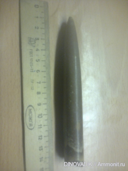 белемниты, р. Волга, Богомолово