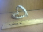 Мой  первый  макет  акульих челюстей.