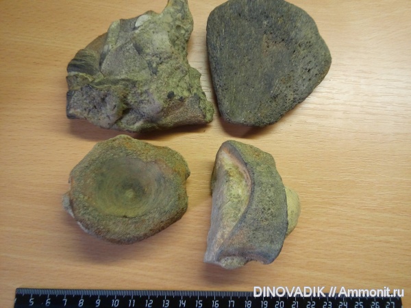 водные рептилии, ихтиозавры, р. Волга, позвонки, Юрьевецкий район