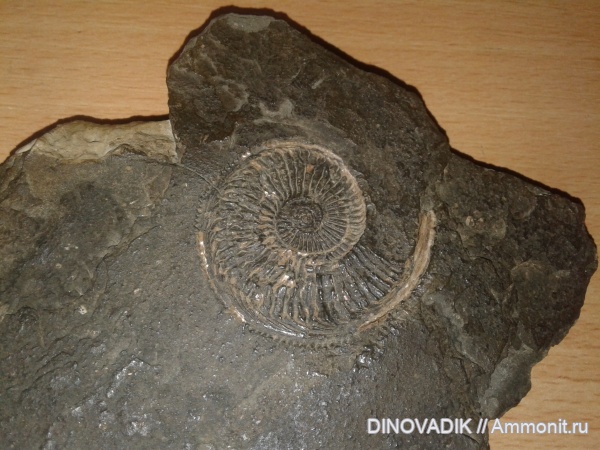 аммониты, головоногие моллюски, Amoeboceras, р. Волга, Ивановская область