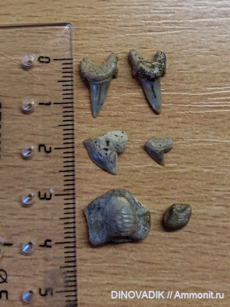 рыбы, зубы, акулы, Squalicorax, зубы акул, Archaeolamna, Ptychodus mammillaris, tooth