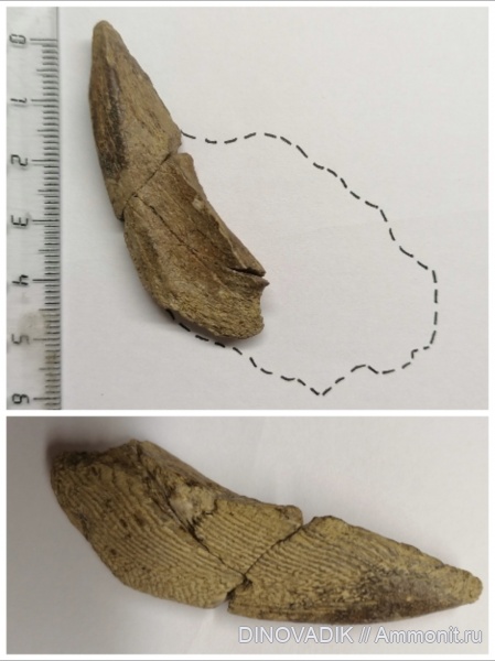 химеры, сеноман, Elasmodus, Варавинский овраг, мандибулярная пластина