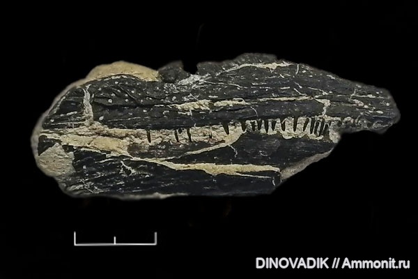 триас, зубы, р. Волга, челюсти, Benthosuchus, бентозух, Юрьевец