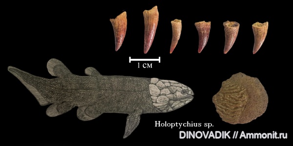 девон, рыбы, зубы, палеоарт, Sarcopterygii, чешуя, Holoptychius